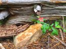 PICTURES/Woods Canyon Lake/t_Artsy Flower-Rock-Trunk.jpg